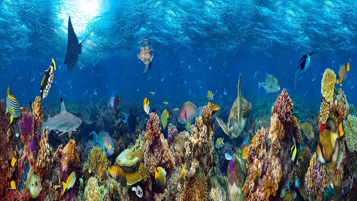 Red Sea Hurghada Egypt