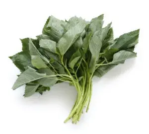 Egyptian Molokhya, Mulukhiyah, or Molokhia is simply the leaves of the plant Corchorus olitorius