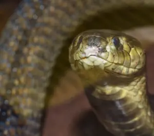 Egyptian Cobra Uraeus